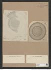 Craspedodiscus insignis A. Schm. (de-Toni-Nr.: Genus 201, Species 4835) Zeichnungen Sammlung Grunow Nr. 8502 (NHMW-BOT-W0377977)